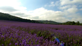 Lavender Harvest