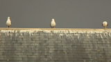 Seagulls