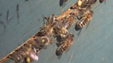 Bees Waggle Dance