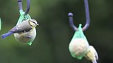 We sent our Vinny birdwatching with Claire Barnett from the RSPB