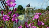 Biodiversity Summer School
