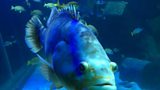 Exploris Aquarium