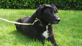 Vinnie, the dog no one wants. Could you give this “gentle giant” a home?