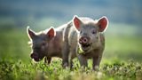 Rename Bacon and Eggs Bay in Tasmania - that’s the call from animal rights charity.