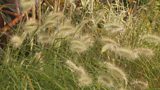 Barn House Grasses