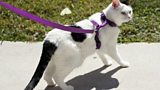 New book says stick your cat on a lead to protect birds. How would that work?