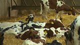 Veal