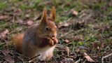 Red squirrel revival?