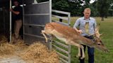 Deer Gene