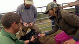 Goat Round Up