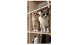 Two residents from The Cat in the Window café in Aberdeen.