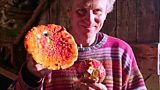 Autumn fungi