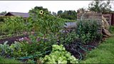 Green Island Allotments