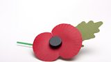 Poppies