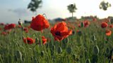 The Poppy