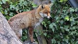 Stormont says no to a ban on animal snares.
