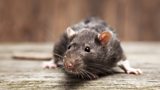 Would you step in to stop a rat being attacked in the street?