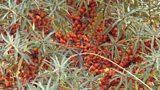 Sea Buckthorn