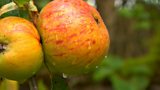 Cider