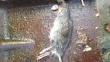 RATS