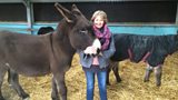 Christmas Donkeys