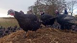 Turkey Farming