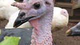 TURKEYS