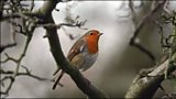 Birdwatching for RSPB