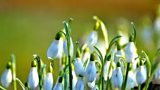 The Clans of Ulster Host Spring Imbolc Celebrations