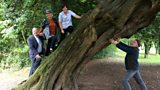 The finest Oak in the land