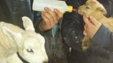 Jiving by day and Lambing by night