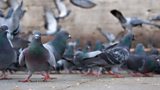 PIGEONS