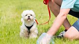 DOG POO