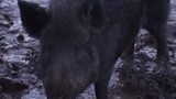 Wild Boar