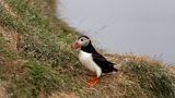 Rathlin Seabird Centre