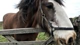 Horse drawn tram