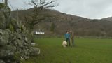 Electric sheep
