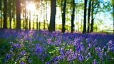 Britain in Bloom