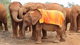 The David Sheldrick Wildlife Trust
