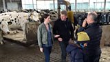 Netherlands cattle cull
