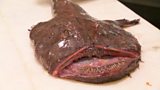 Traditional fish cuts