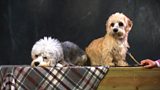 Native Dog breeds