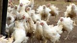 Chicken in Schools