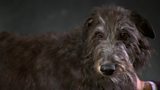 Scotland’s native dog breeds