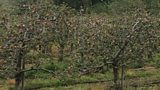 Apple Blossoms in Armagh