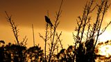 So what is the Dawn Chorus?