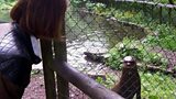 Giant otters