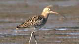 Curlews