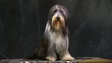 Native Dog Breeds