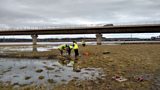 Braving the mud in Airth